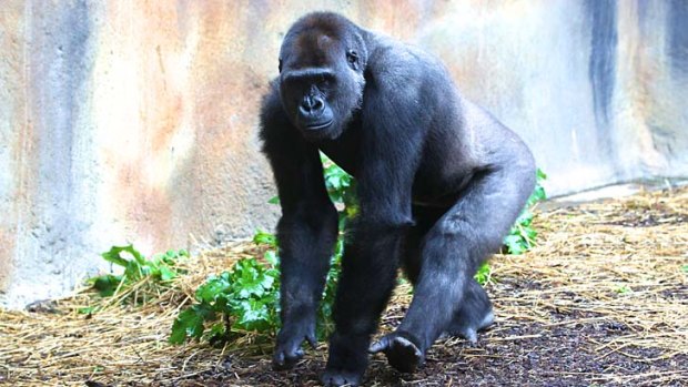 Top choice &#8230; a breeding software program helped Taronga find its new male gorilla, Kibali, in France.