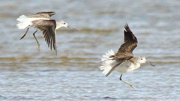 Greenshanks fly from the Arctic to Perth and back every year.