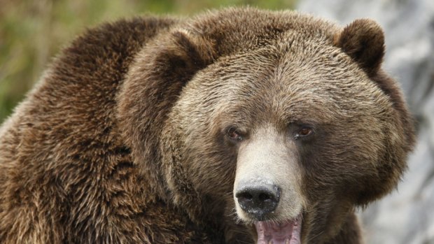 A hiker has died in the first fatal grizzly bear mauling in Yellowstone National Park for 25 years.