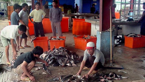 This file picture shows shark fins being cleaned in the Marshall Islands for export to Asia.