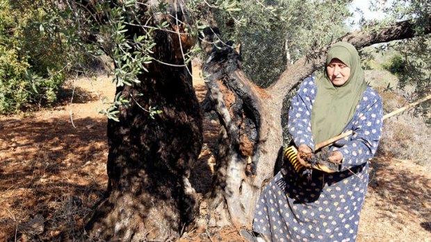 A Palestinian woman in Qarut, near Nablus, shows the damage of one of her ancient olive trees which she says was set on fire by Israeli settlers.