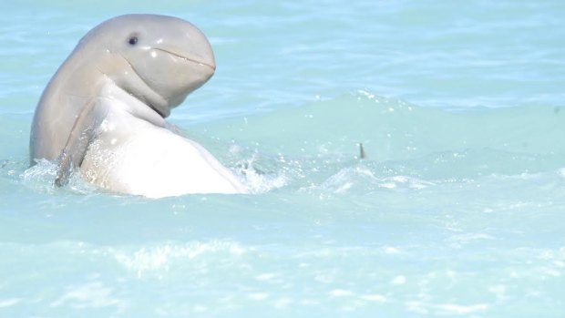 A snubfin snapped by Dr Deb Thiele, one of the scientists who has campaigned for a sanctuary zone in the marine park. 