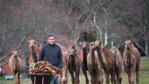 Alan Stephens gets some Central Australian Camels ready for sale to hobby farmers in Victoria. The young camels are adjisting at a farm in Emerald awaiting new homes.
