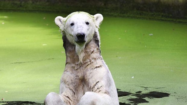 Much missed: The polar bear in the pool of his enclosure at Berlin Zoo in 2009.