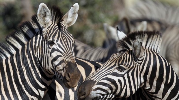 Zebras gather together at Kruger National Park, some 60km from the city of Nelspluit. 