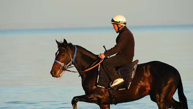 Jockey Victor Deering takes Lucas Cranach on a training ride at Safety Beach near Dromana in preparation for today's big race.