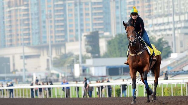 On a wave &#8230; Sea Siren works out in Hong Kong, where she will attempt to become the first Australian galloper to win the Hong Kong International Sprint since Falvelon in 2001.