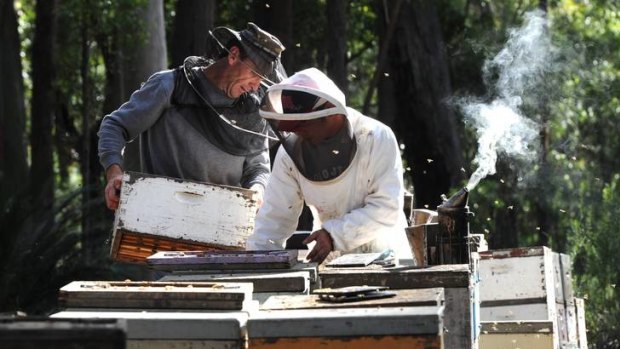 Owner of Australian Rainforest Honey, Steve Roberts, at left, with employee, Adlei Baldo, south of Pebbly Beach.