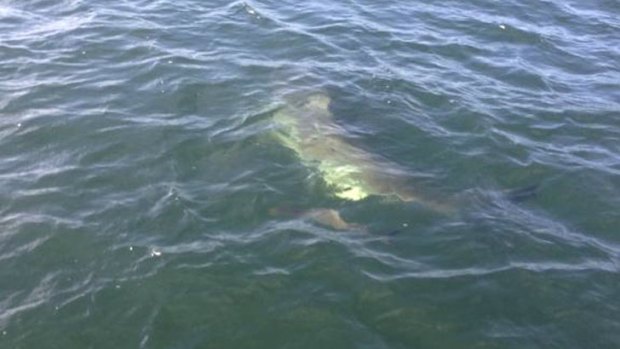 A great white shark was spotted with a small fish in tow.