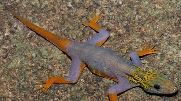 A walking colour chart ... a psychedelic gecko, one of the many new species found in the Greater Mekong region that WWF says needs to be protected.