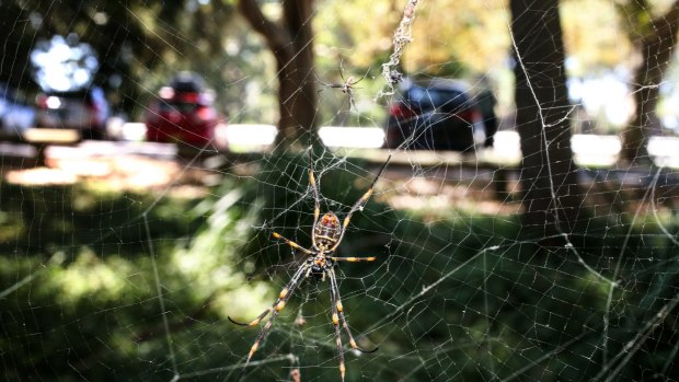 SMH News story by Peter Hannan. Sydneys spiders more active durring the current hot weather. Photo: Peter Rae Monday 7 March 2016. a