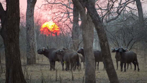 Water buffalo at the Majete Wildlife Reserve.