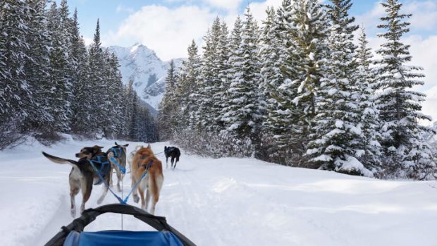 Working like a dog ... a sled ride through a snow-covered forest in Kananaskis Country.