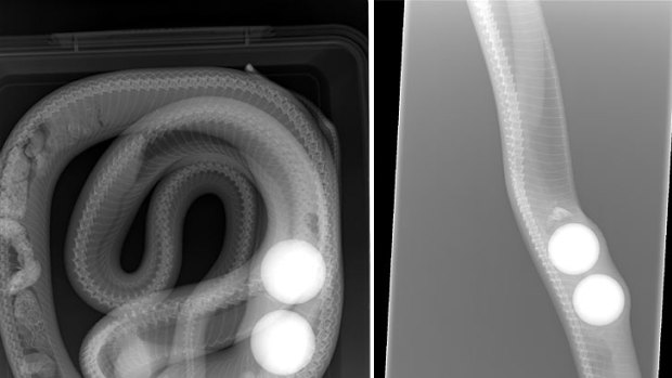 X-rays reveal golf balls inside the carpet snake.