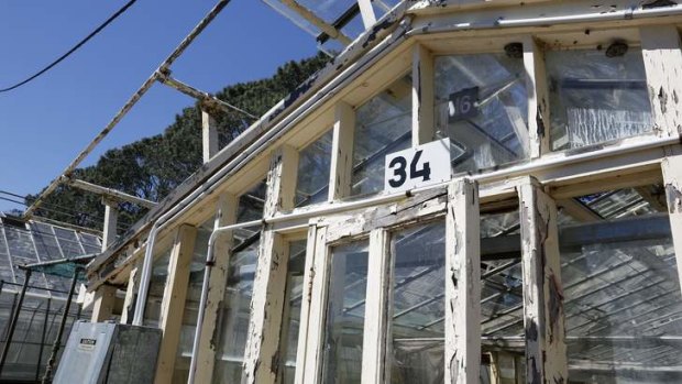 One of the older glass houses at the Yarralumla Nursery that are no longer used.