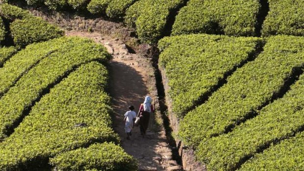 Tea fields in Nuwara Eliya.
