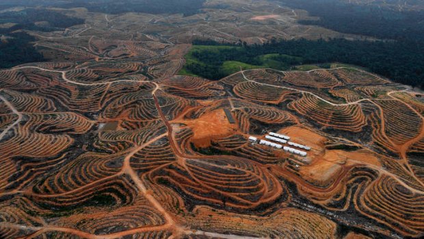 The bad oil: A cleared forest in Indonesia's Kalimantan province in preparation for development as a palm-oil plantation.