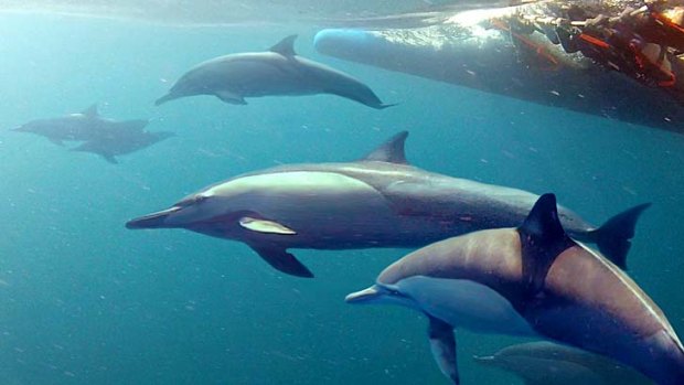 Whistling more than a tune: Researchers found dolphins spend half of their time chatting by singing out their own signature whistle.