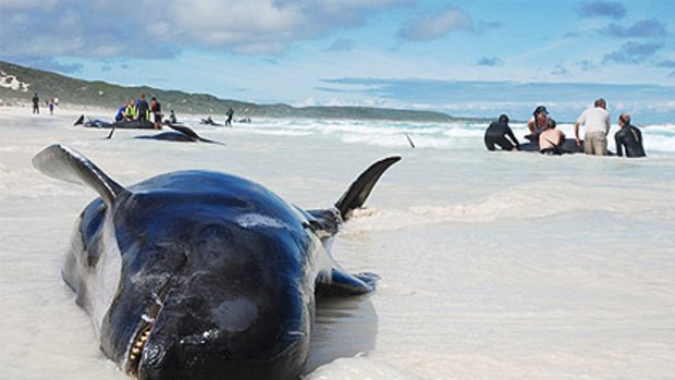 Volunteers have scrambled to rescue a pod of whales and dolphins at Hamelin Bay, 10km north of Augusta.