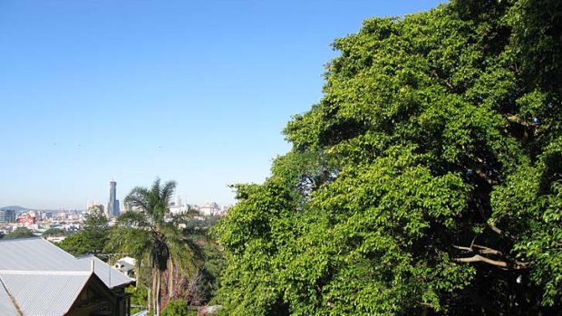 Residents are fighting to save these fig trees atop Eldon Hill in inner-city Windsor.