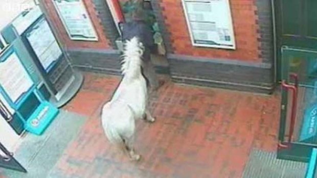 Caught on CCTV ... the man and his pony at the train station in northern Wales.