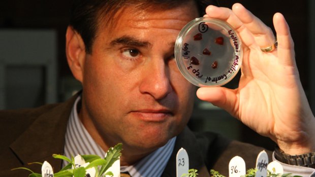 Seeds in space: NASA space station astronaut Gregory Chamitoff holds some wollemi seeds that are still to sprout.