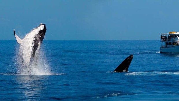 Into the breach ... humpback whales perform  off Hervey Bay.