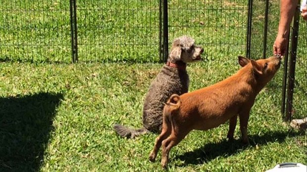 Ash the pig gets a treat while his canine pal waits his turn.