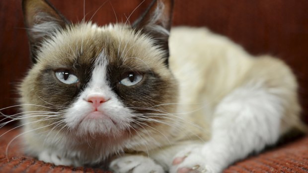 Why the long face?  Grumpy Cat has got herself an endorsement deal.