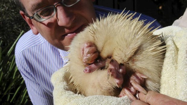 Casper the albino echidna will be released today after being cared for by the RSPCA. Chief executive Michael Linke takes a close-up look at the rare animal.