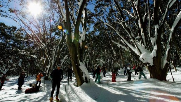 Head to the Toboggan Cup at Lake Mountain.