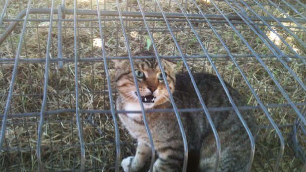 The government will encourage local communities to trap and humanely euthanise feral cats.