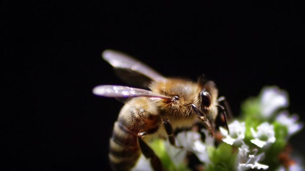 Crops such as almonds, apples, cucumbers, and of course, honey could be wiped out by the Asian honey bee.