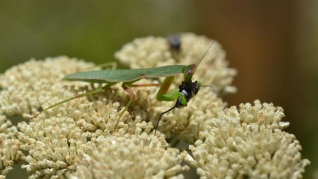 What's that bug? Bugs@home can help you ID your garden critters.