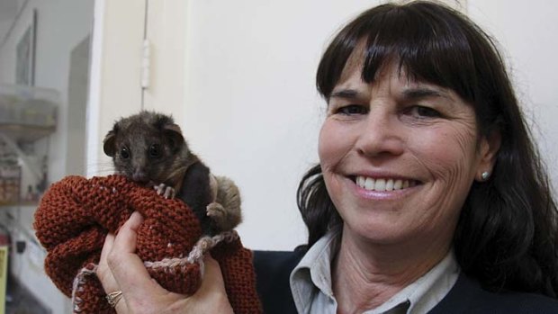 Devoted &#8230; Taronga Wildlife Hospital manager Libby Hall says prevention of injuries is far preferable to treatment.