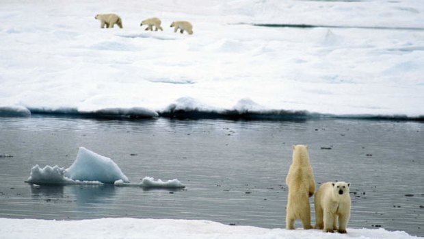 Freeze frames: polar bears head the list of reasons to visit the Arctic.