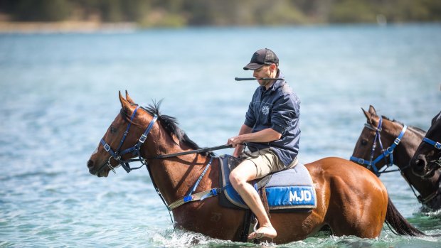 Canberra trainer Matt Dale guides Fell Swoop in the Moruya river. 