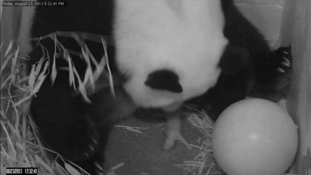 Mei Xiang gives birth to a cub on Friday night at the National Zoo in Washington. The next night she delivered its stillborn twin.