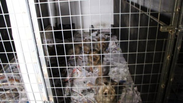 Puppies living in squalor at Frazer "puppy farm." October 19, 2014. 
