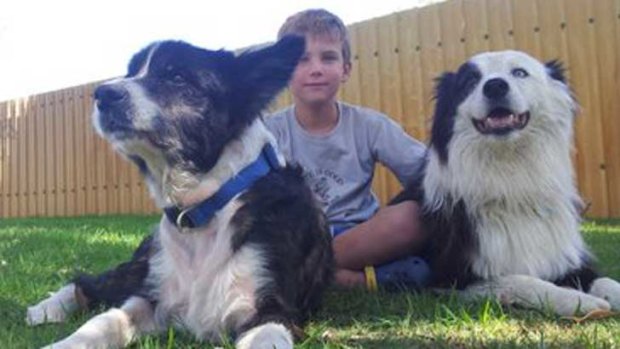 Sam the collie safe at home again with Kai Cummings and the family's other dog Billy.