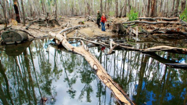 Dead gums ... the Natural Resources Commission says the forests are under serious threat, with many of the trees dead, dying or highly stressed.