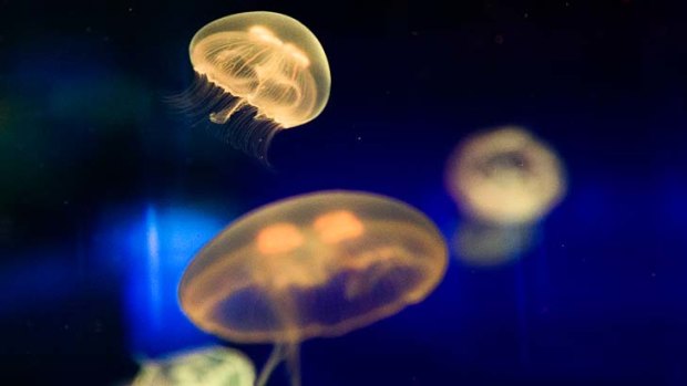 Australia’s largest exhibit of jelly fish has been unveiled at UnderWater World SEA LIFE Mooloolaba as part of a two-year $6.5m refurbishment of the Queensland aquarium.