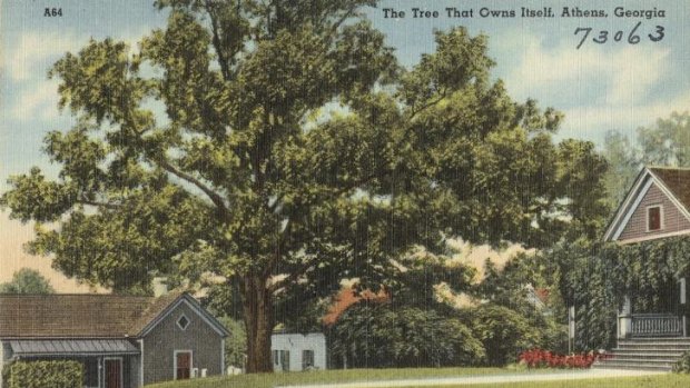 An old postcard of the tree that owns itself.
