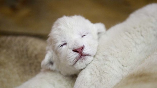 A three-day-old white lion cub sleeps at the Belgrade Zoo, Serbia.