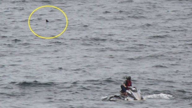 The shark lurks behind a lifesaver on a jet-ski on Saturday.