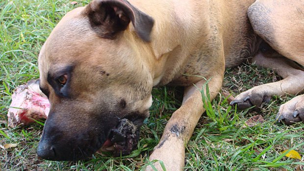 A man has been found guilty of fatally shooting his neighbours beloved dog, Seven.