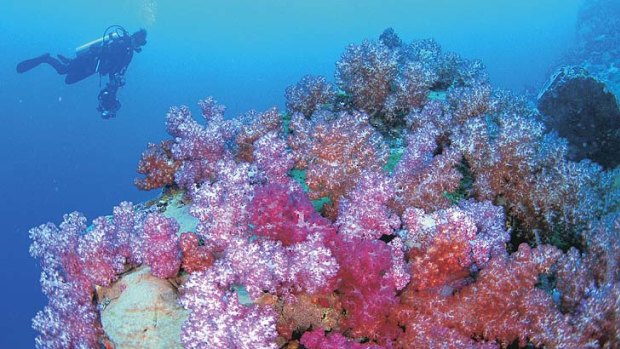 Coral reefs worldwide are at risk from climate change, a study finds.