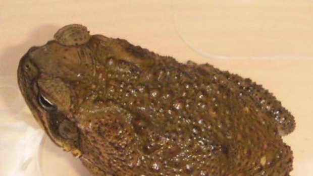The cane toad found in Bayswater.