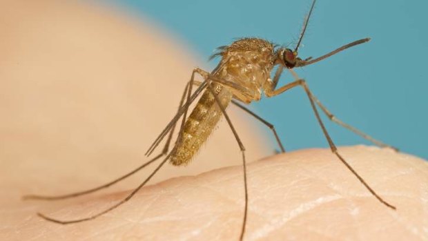 Mosquitos are heading for Canberra in large numbers.