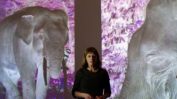 Ghostly images &#8230; Janet Laurence with a work from her After Eden installation, which focuses on the emotional life of animals and their threatened habitats.
